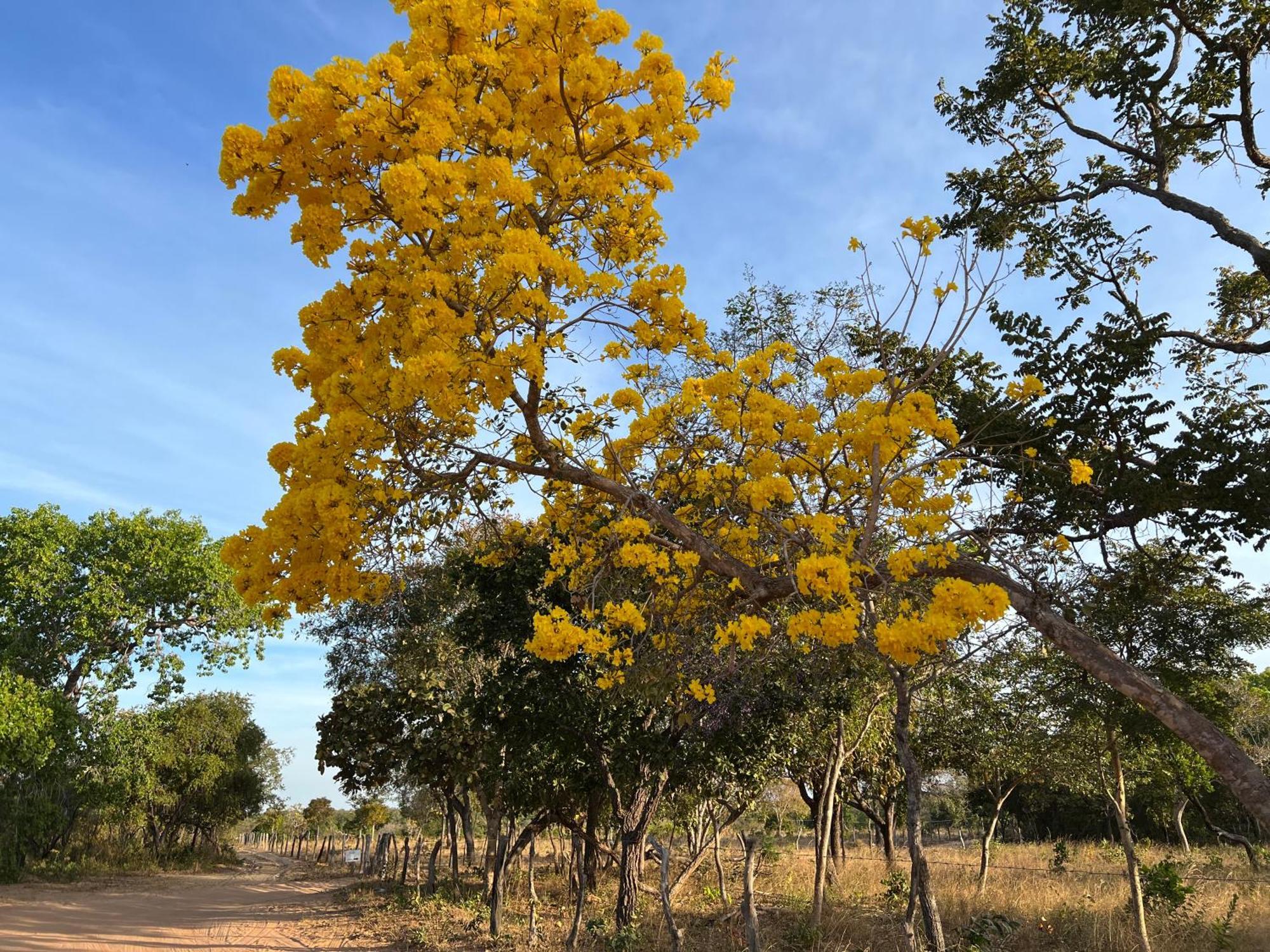Fervedouro E Pousada Por Enquanto Sao Felix do Tocantins Εξωτερικό φωτογραφία
